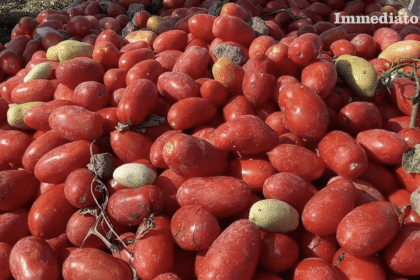 Pomodoro, allarme Coldiretti: “Costi +50% e superfici in aumento, annata a rischio”