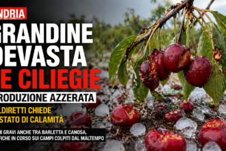grandine andria