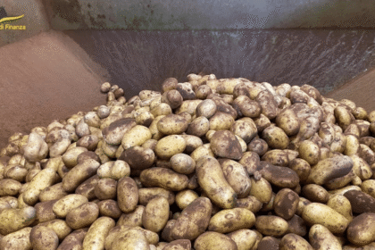 Patate pugliesi tra clima estremo e concorrenza estera: 656mila quintali di produzione, ma cresce l’allarme per i “f
