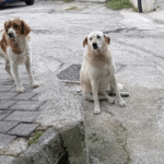 A Foggia “Un giorno da cani… felici”: scuola e istituzioni insieme per il benessere animale
