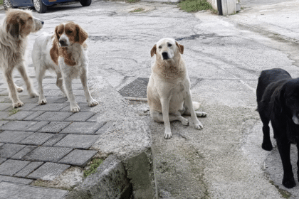 A Foggia “Un giorno da cani… felici”: scuola e istituzioni insieme per il benessere animale