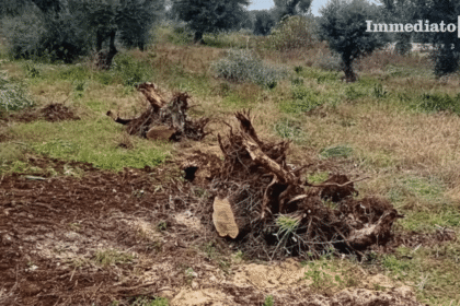 Xylella, Gatta: “Dal Governo risposta concreta a una crisi che ha raggiunto anche il Foggiano”