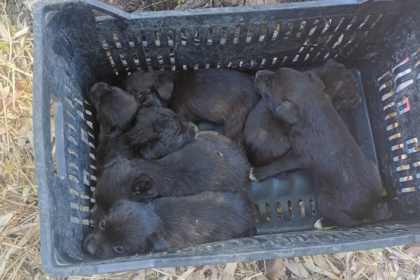 Cuccioli abbandonati sotto il sole a Borgo Incoronata: la denuncia dell’Enpa Foggia