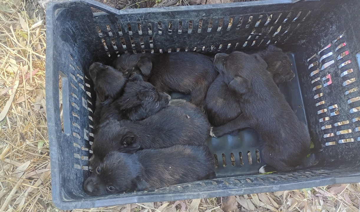 Cuccioli abbandonati sotto il sole a Borgo Incoronata: la denuncia dell’Enpa Foggia