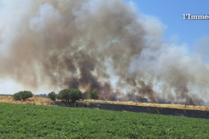 Incendio nelle campagne di San Severo: danni a oliveti e impianti di irrigazione