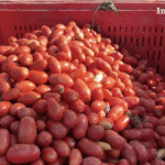 Pomodoro da industria, al via la raccolta in Puglia: qualità eccellente, ma il clima pesa sulle rese
