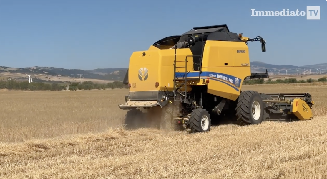 Grano, crollano le quotazioni: “Prezzi sotto i costi di produzione, così la cerealicoltura del Tavoliere rischia di ferma